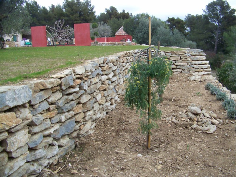 plantations d' oliviers sur la création de jardin à saint cyr les lecques